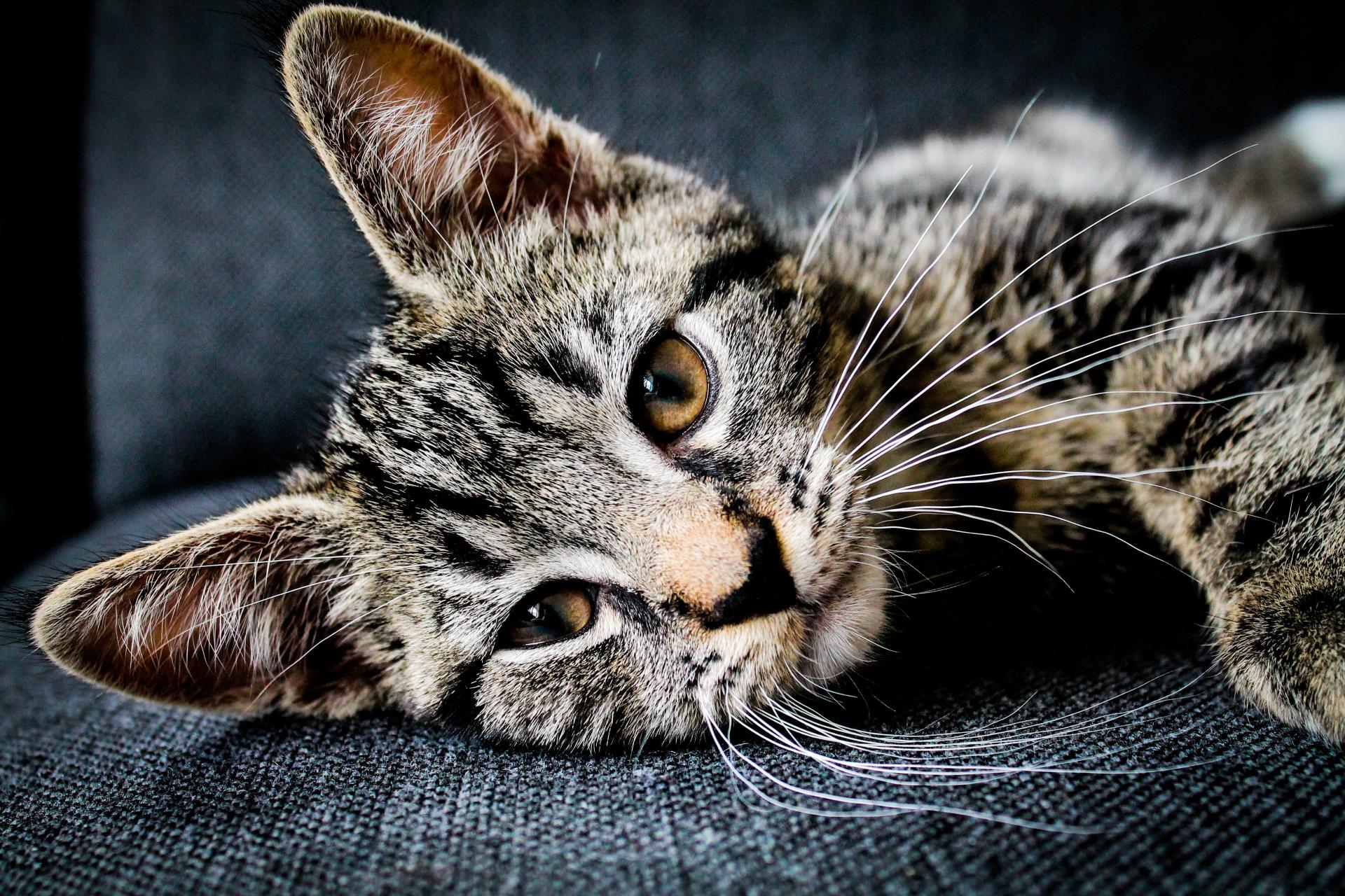 pets-2